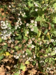Ageratina altissima