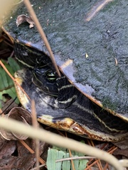 Pseudemys floridana
