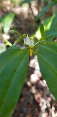 Solanum bahamense