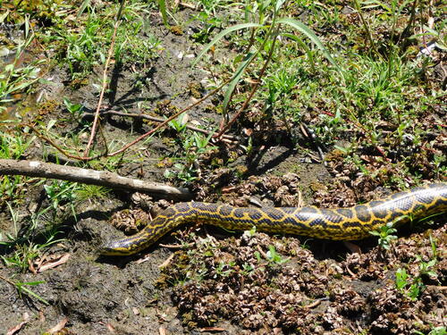 Yellow Anaconda, Eunectes notaeus