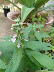 Teucrium canadense