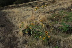 Helianthus bolanderi