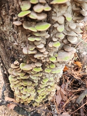 Cerrena unicolor