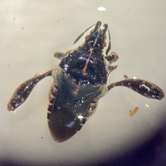 Merocoris curtatus