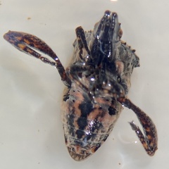 Merocoris curtatus