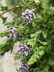 Psoralea spicata