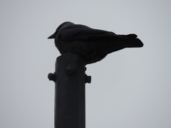 Corvus monedula