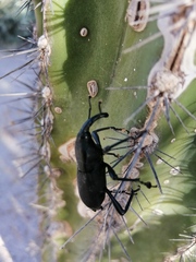 Scyphophorus acupunctatus