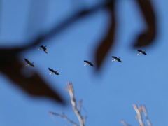 Phalacrocorax carbo