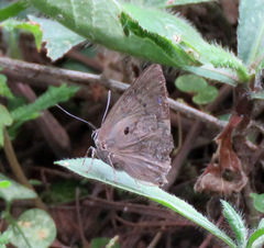 Parrhasius polibetes