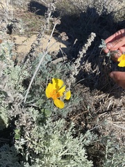 Eschscholzia californica