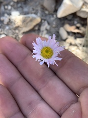 Erigeron argentatus
