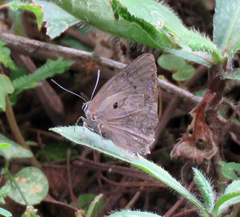 Parrhasius polibetes