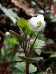 Veronica cymbalaria