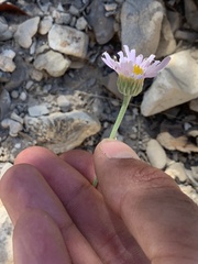 Erigeron argentatus