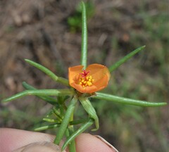 Portulaca suffrutescens