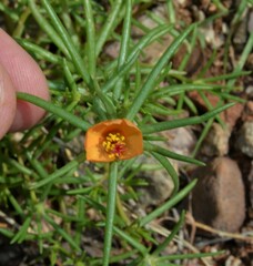 Portulaca suffrutescens