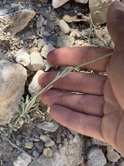 Erigeron argentatus
