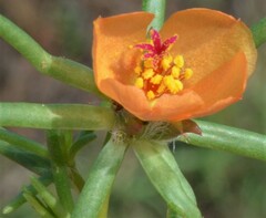 Portulaca suffrutescens