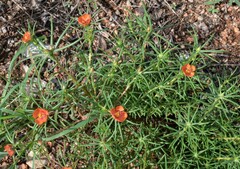 Portulaca suffrutescens