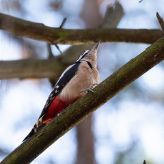Dendrocopos major
