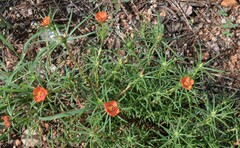 Portulaca suffrutescens