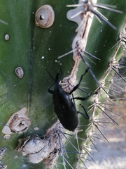 Scyphophorus acupunctatus