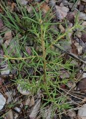 Portulaca suffrutescens