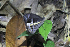 Posttaygetis penelea