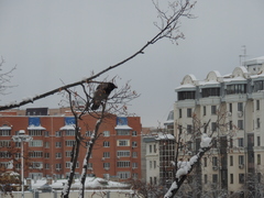 Corvus cornix