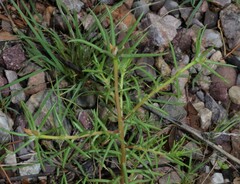 Portulaca suffrutescens