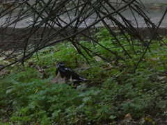 Turdus merula