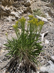 Petradoria pumila