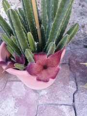 Stapelia grandiflora