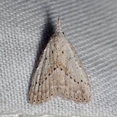 Meganola brunellus
