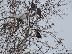 Passer domesticus