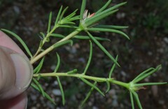 Portulaca suffrutescens