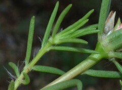 Portulaca suffrutescens