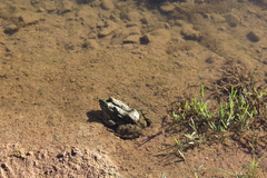 Pelophylax saharicus