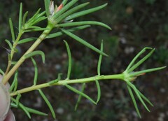 Portulaca suffrutescens