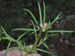 Portulaca suffrutescens