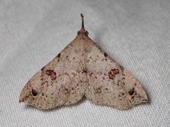 Squamipalpis pantoea