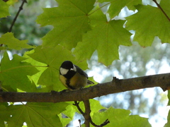 Parus major