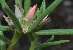 Portulaca suffrutescens