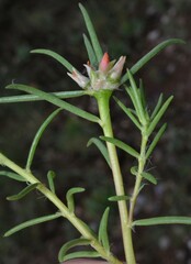 Portulaca suffrutescens