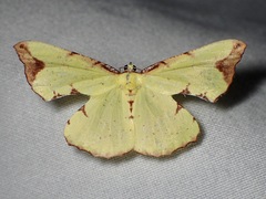 Corymica pryeri