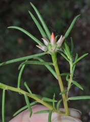 Portulaca suffrutescens