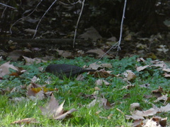Turdus merula