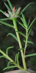 Portulaca suffrutescens