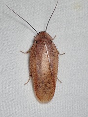 Epilamprinae